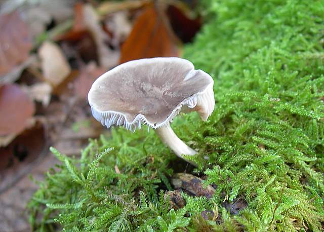 Funghi nella nebbia